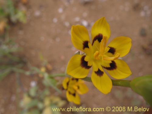 Фотография Sisyrinchium graminifolium (). Щелкните, чтобы увеличить вырез.