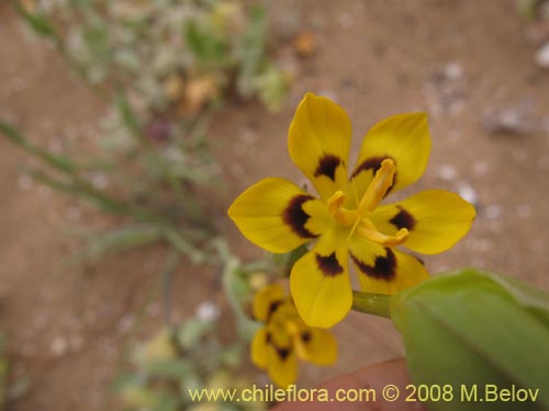 Image of Sisyrinchium graminifolium (). Click to enlarge parts of image.