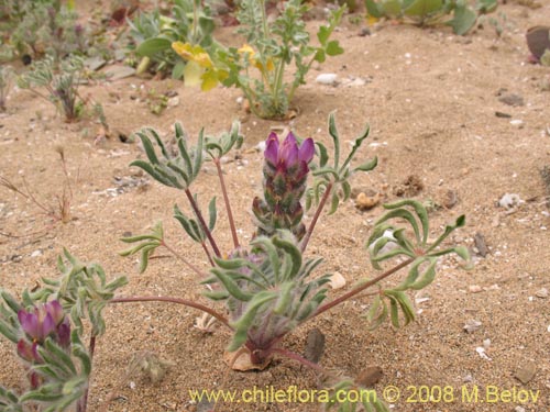 Bild von Lupinus microcarpus (). Klicken Sie, um den Ausschnitt zu vergrössern.