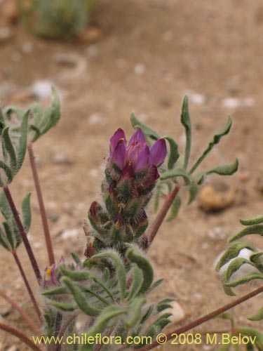 Bild von Lupinus microcarpus (). Klicken Sie, um den Ausschnitt zu vergrössern.