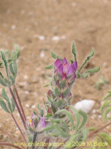 Image of Lupinus microcarpus (). Click to enlarge parts of image.