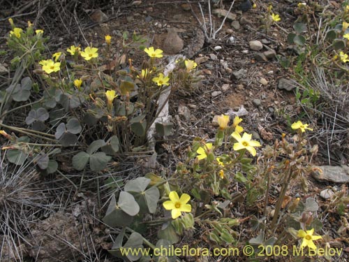 Image of Oxalis sp. #8672 (). Click to enlarge parts of image.
