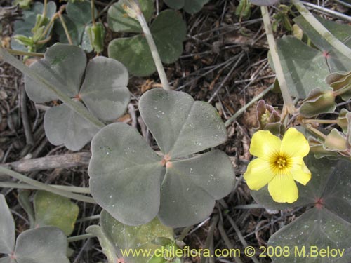 Oxalis sp. #8672の写真