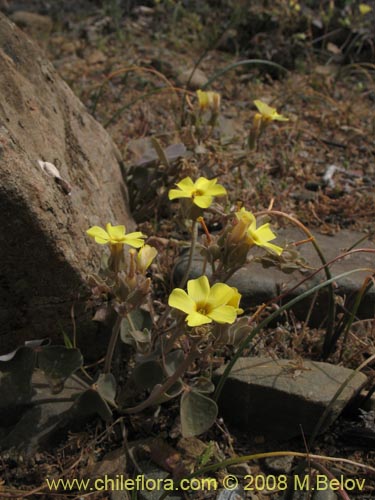 Oxalis sp. #8672の写真