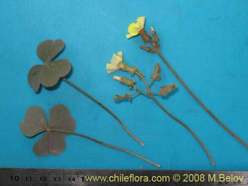 Image of Oxalis sp. #8672 (). Click to enlarge parts of image.