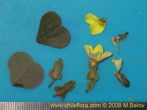 Image of Oxalis sp. #8672 (). Click to enlarge parts of image.