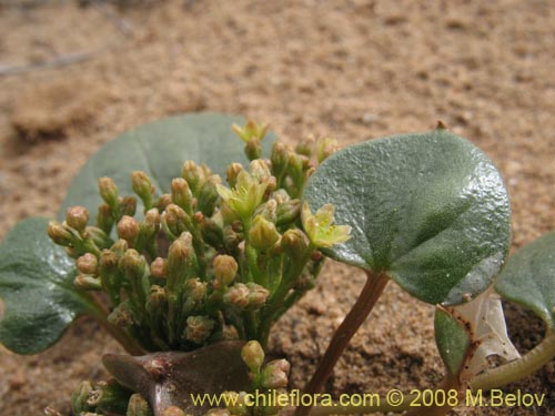 Bild von Dioscorea fastigiata (). Klicken Sie, um den Ausschnitt zu vergrössern.