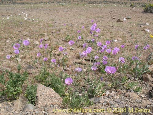 Imágen de Cristaria sp. #1245 (). Haga un clic para aumentar parte de imágen.