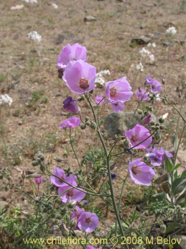 Imágen de Cristaria sp. #1245 (). Haga un clic para aumentar parte de imágen.