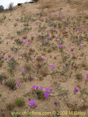 Image of Cistanthe sp. #1188 (). Click to enlarge parts of image.