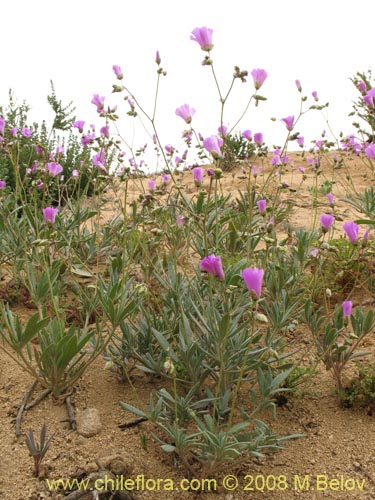 Cistanthe sp. #1188の写真