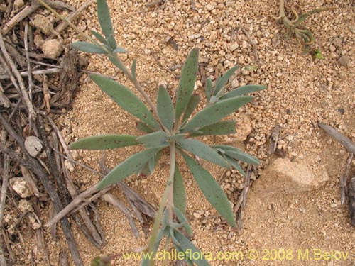 Cistanthe sp. #1188의 사진