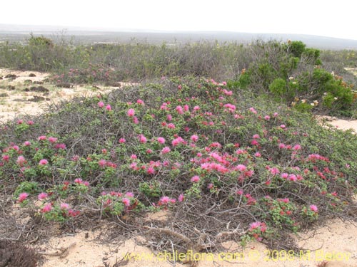 Image of Calliandra chilensis (Espino rojo). Click to enlarge parts of image.