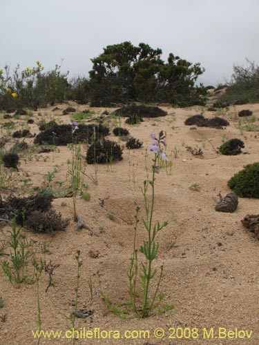 Imágen de Linaria texana (). Haga un clic para aumentar parte de imágen.