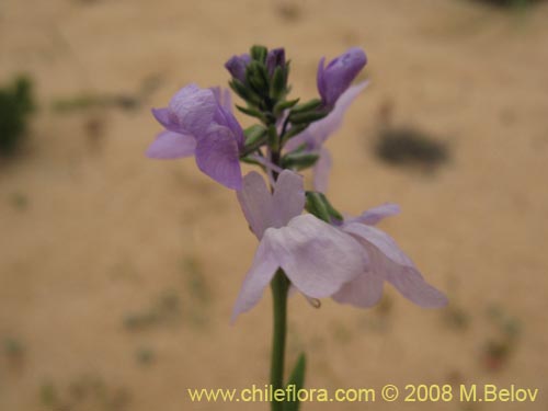 Imágen de Linaria texana (). Haga un clic para aumentar parte de imágen.