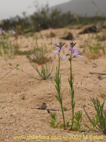 Image of Linaria texana (). Click to enlarge parts of image.