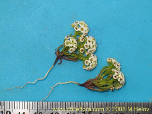 Image of Menonvillea minima (). Click to enlarge parts of image.