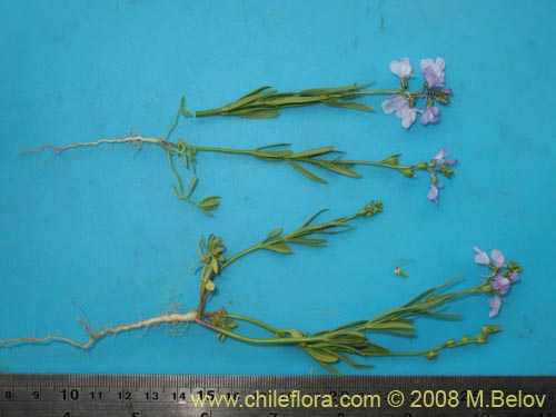 Image of Linaria texana (). Click to enlarge parts of image.