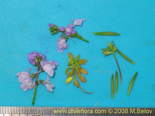 Image of Linaria texana (). Click to enlarge parts of image.