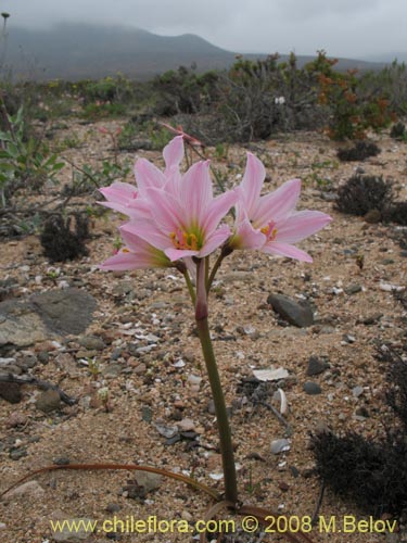 Rhodophiala ananuca的照片