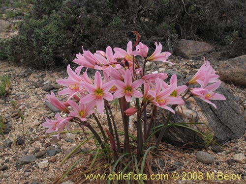 Rhodophiala ananucaの写真