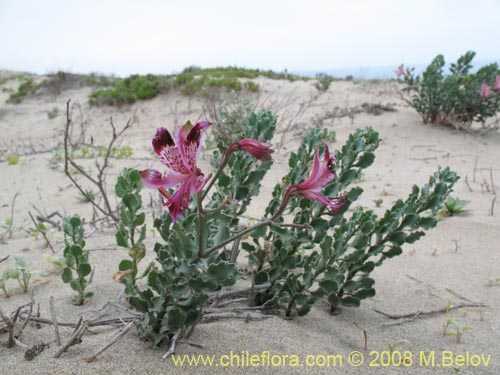 Alstroemeria werdermanniiの写真