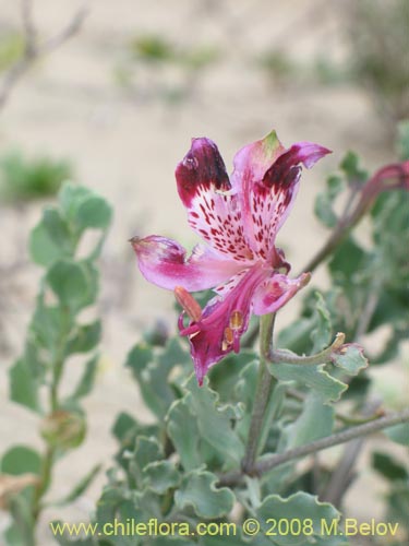 Alstroemeria werdermannii의 사진