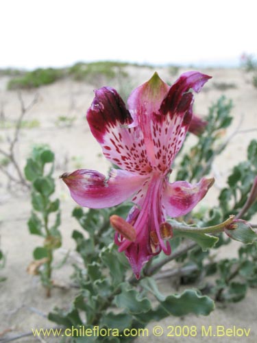 Image of Alstroemeria werdermannii (). Click to enlarge parts of image.