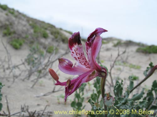 Alstroemeria werdermanniiの写真