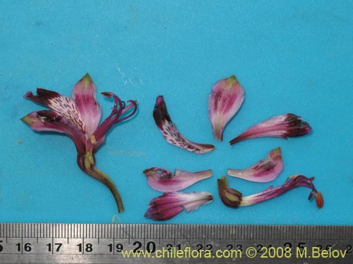 Фотография Alstroemeria werdermannii (). Щелкните, чтобы увеличить вырез.