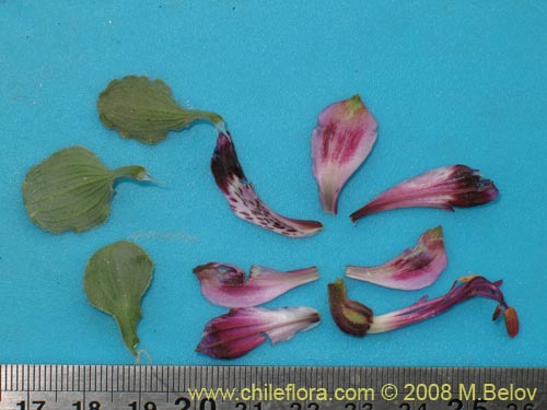Image of Alstroemeria werdermannii (). Click to enlarge parts of image.