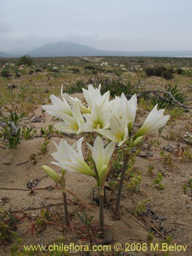 Imágen de Rhodophiala ananuca (). Haga un clic para aumentar parte de imágen.