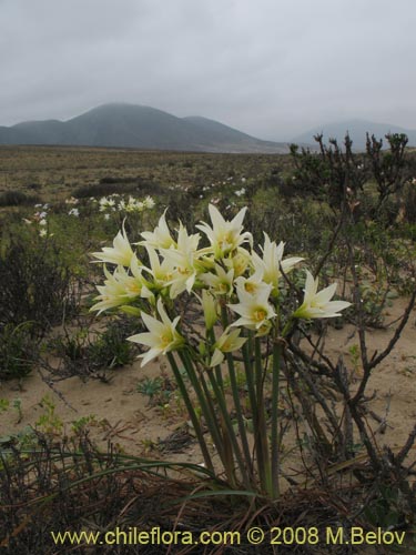 Imágen de Rhodophiala ananuca (). Haga un clic para aumentar parte de imágen.