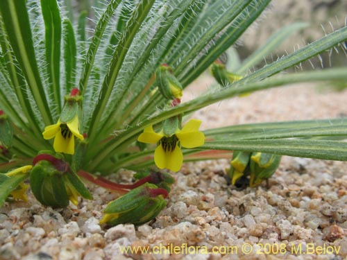 Viola polypodaの写真