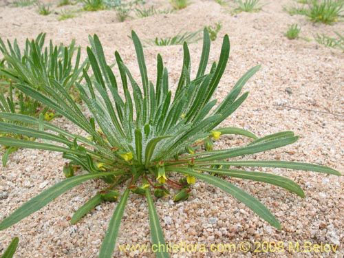 Imágen de Viola polypoda (). Haga un clic para aumentar parte de imágen.