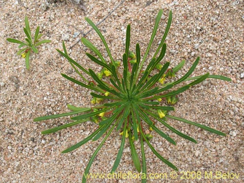 Viola polypoda의 사진