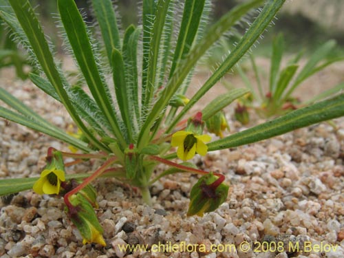 Viola polypoda의 사진