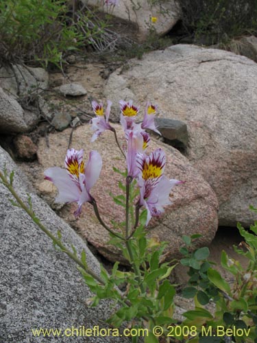 Bild von Alstroemeria philippii var. albicans (). Klicken Sie, um den Ausschnitt zu vergrössern.