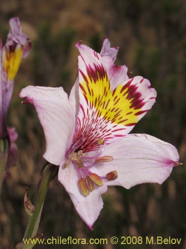 Bild von Alstroemeria philippii var. albicans (). Klicken Sie, um den Ausschnitt zu vergrössern.