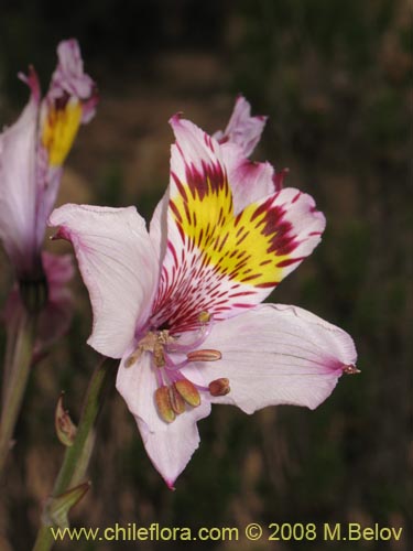 Image of Alstroemeria philippii var. albicans (). Click to enlarge parts of image.