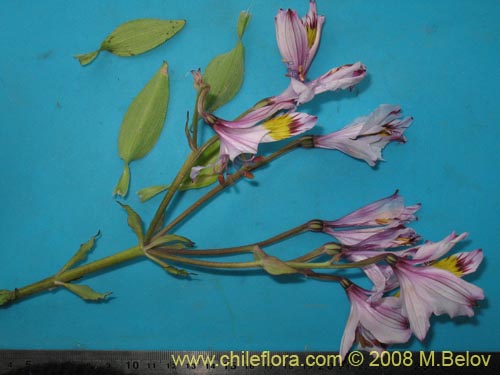 Фотография Alstroemeria philippii var. albicans (). Щелкните, чтобы увеличить вырез.