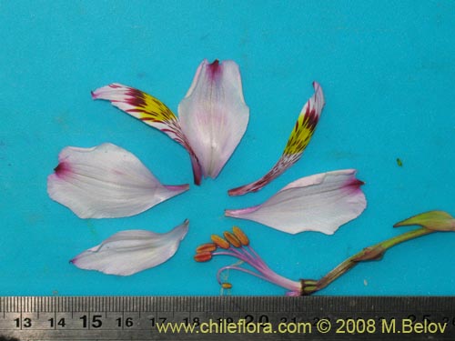 Image of Alstroemeria philippii var. albicans (). Click to enlarge parts of image.