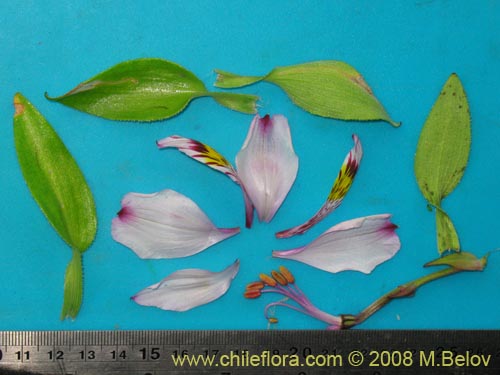 Image of Alstroemeria philippii var. albicans (). Click to enlarge parts of image.