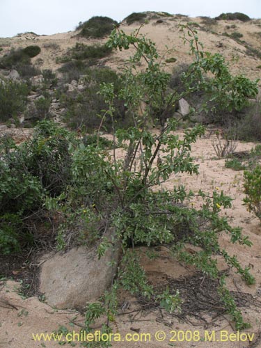 Imágen de Anisomeria littoralis (Pircún). Haga un clic para aumentar parte de imágen.