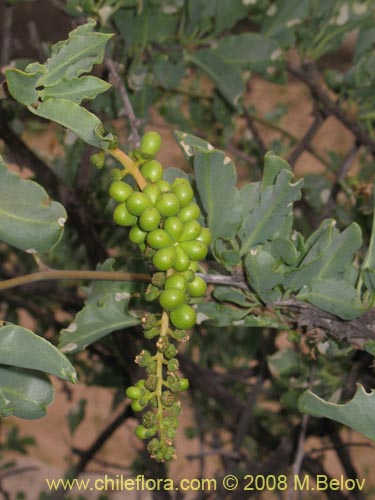 Bild von Anisomeria littoralis (Pircún). Klicken Sie, um den Ausschnitt zu vergrössern.