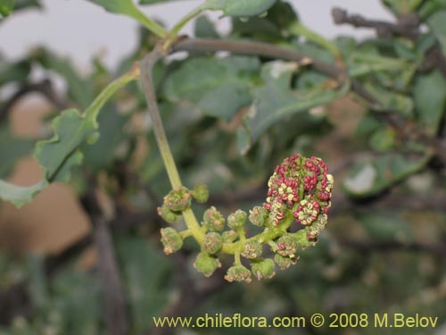 Imágen de Anisomeria littoralis (Pircún). Haga un clic para aumentar parte de imágen.