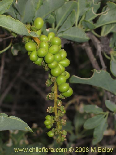 Imágen de Anisomeria littoralis (Pircún). Haga un clic para aumentar parte de imágen.