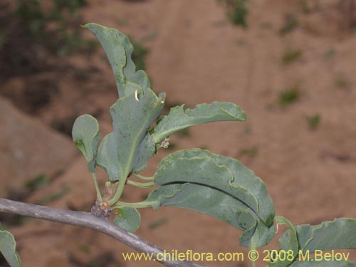 Anisomeria littoralisの写真
