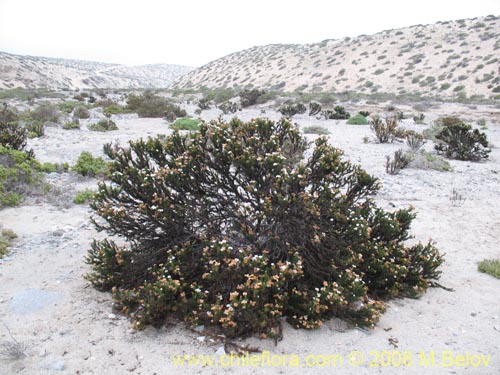 Imágen de Heliotropium sinuatum (). Haga un clic para aumentar parte de imágen.