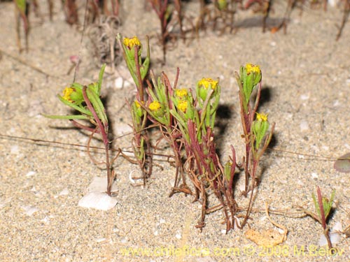 Image of Unidentified Plant sp. #1444 (). Click to enlarge parts of image.